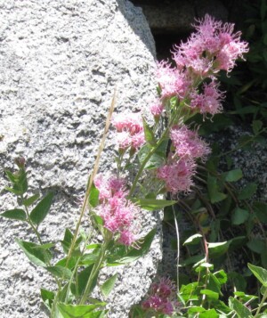 Western Eupatorium, <i>Ageratina occidentalis</i>