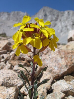 Western Wallflower, <i>Erysimum capitatum</I> ssp.<i> perenne</I>