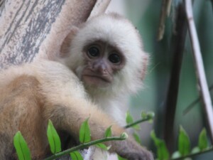 White Capuchin Monkey