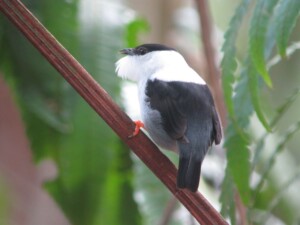 White-bearded Manakin, <i>Manacus manacus</i>