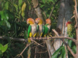 White-bellied Parrot, <I>Pionites leucogaster</I>