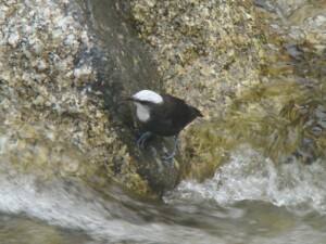 White-capped Dipper, <i>Cinclus leucocephalus</i>