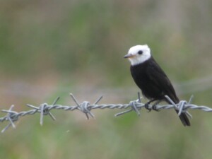 White-headed Marsh Tyrant, <i>Arundinicola leucocephala</i>