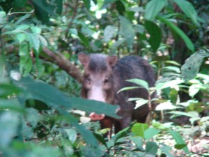 White-lipped Peccary, <i>Tayassu pecari</I>