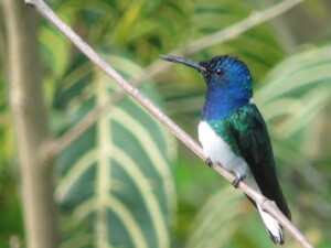 White-necked Jacobin, <i>Florisuga mellivora</i>