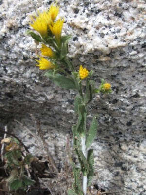 White-stemmed Goldenbrush, <i> Ericamaerica discoidea</I>