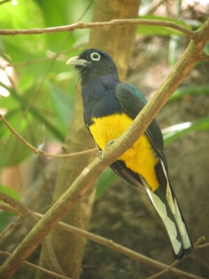 White-tailed Trogon, <i>Trogon viridis</i>