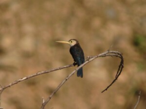 White-throated Jacamar, <i>Brachygalba albogularis</I>