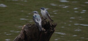 White-winged Swallow, <i>Tachycineta albiventer</I>