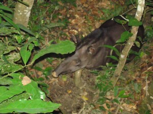 Wild Male Tapir
