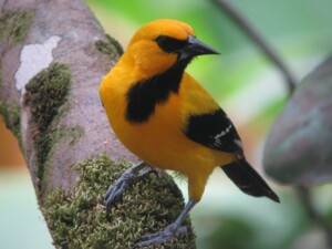 Yellow Oriole, <i>Icterus nigrogularis</i>