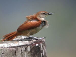 Yellow-chinned Spinetail, <i>Certhiaxis cinnamomeus</i>