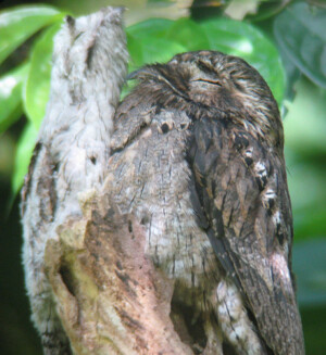 Common Potoo, <I> Nyctibius griseus</I>