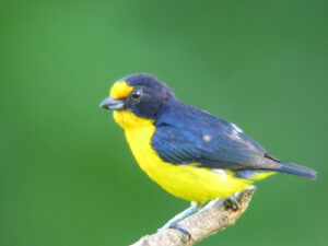 Violaceous Euphonia, <I> Euphonia violacea</I>